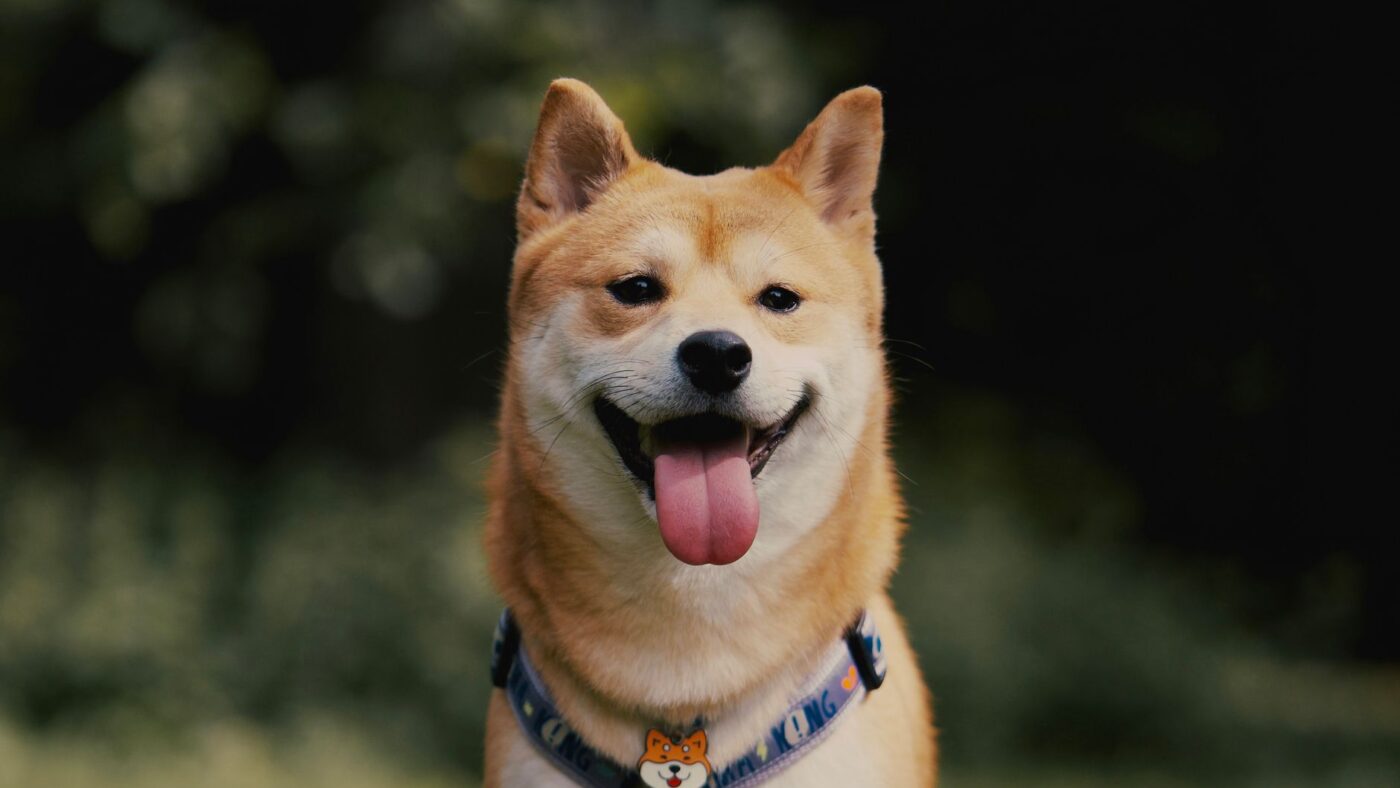 Shiba Inu (SHIB) rompe queda de 11 meses após aprovação no Japão