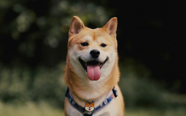 Shiba Inu (SHIB) rompe queda de 11 meses após aprovação no Japão